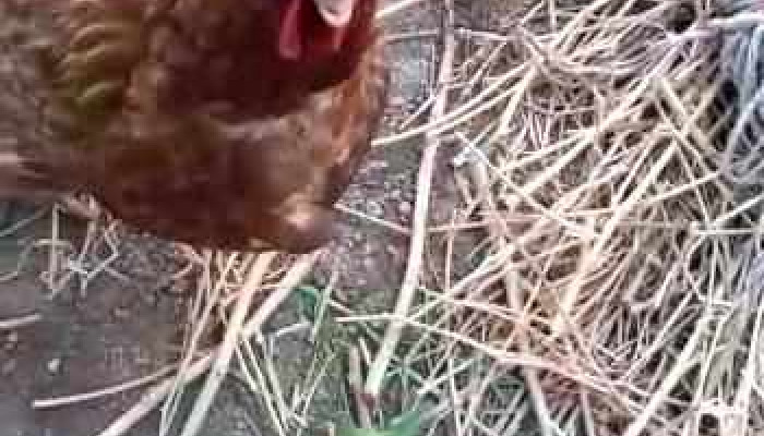 Colon Videos - Montevideo