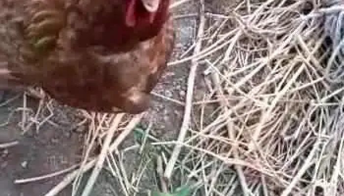 Colon Videos - Montevideo