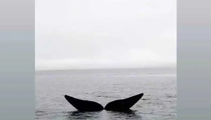 Colonos Fabrica De Alfajores Videos - Punta Ballena