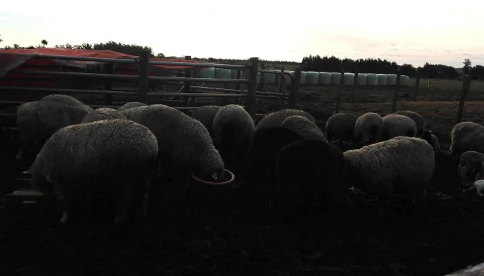 Comercio Sanchez -  Todo - Cañada Grande