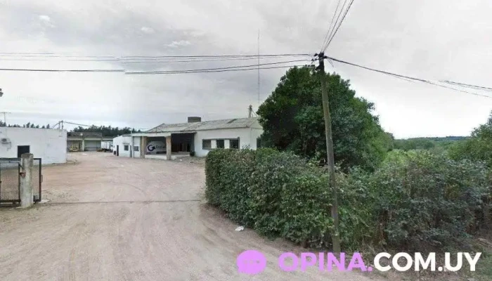 Comida de perros - 12400 Montevideo