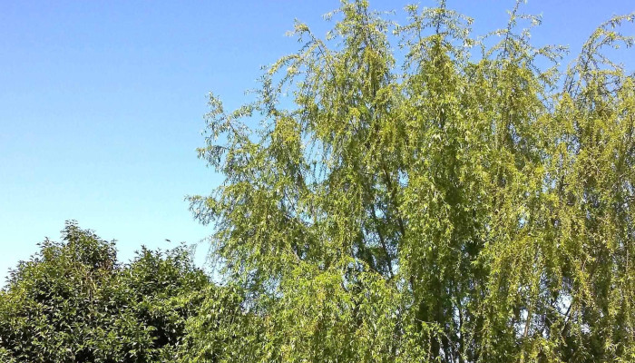 Complejo Habitacional Campo Espanol Ubicacion - Montevideo