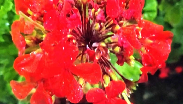 Complejo Habitacional Millan Y Lecocq Calle 5 Direccion - Montevideo