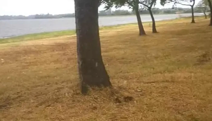 Constitucion Videos - Constitución