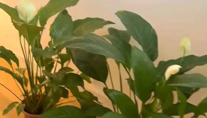 Consultorio Odontologico Dra Viviana Cavallero Mas Recientes - Montevideo