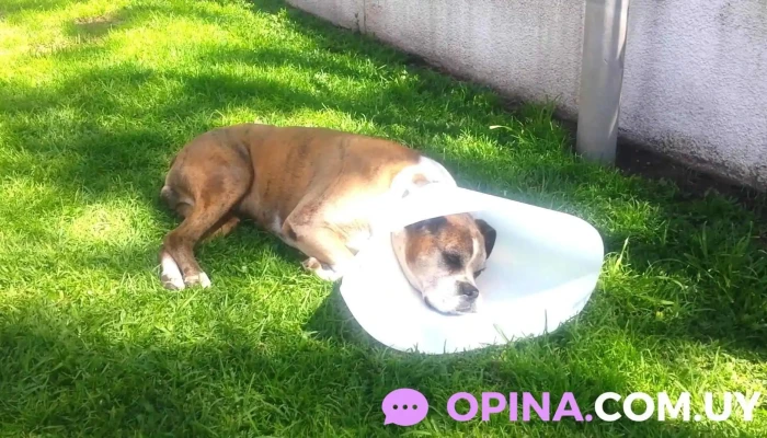 Consultorio Oftalmológico Veterinario - 11300 Montevideo