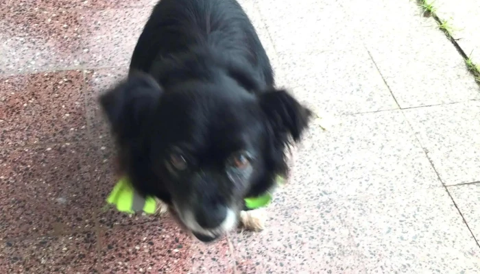 Consultorio Veterinario - La Floresta