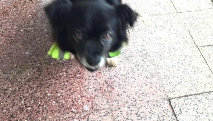 Consultorio Veterinario -  Perro - La Floresta