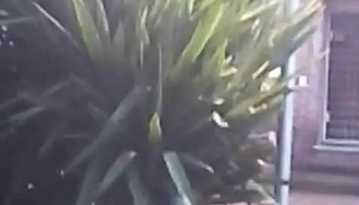 Cooperativa Covipalma -  Mas Recientes - Montevideo