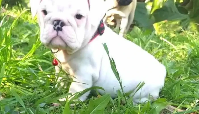 Criadero King of Bulls Uruguay - 80500 Ciudad Del Plata