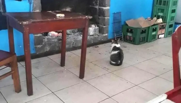 Departamento De Soriano Uruguay -  Ambiente - Mercedes