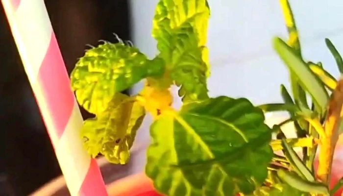 Deskara2 Bar Parador Beach En Temporada -  Comentario 6 - Ciudad de la Costa