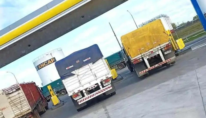 Disa -  Todo - Durazno