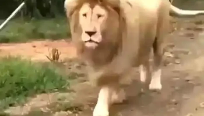 Disco Marcelino Sosa -  Videos - Montevideo