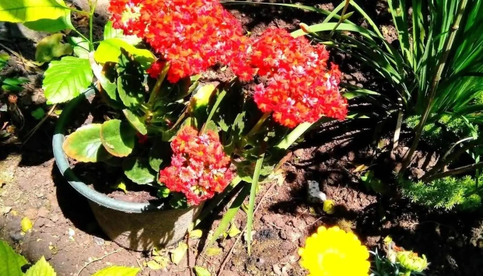 Dojo Barros Blancos -    Iska Uruguay Numero - Barros Blancos