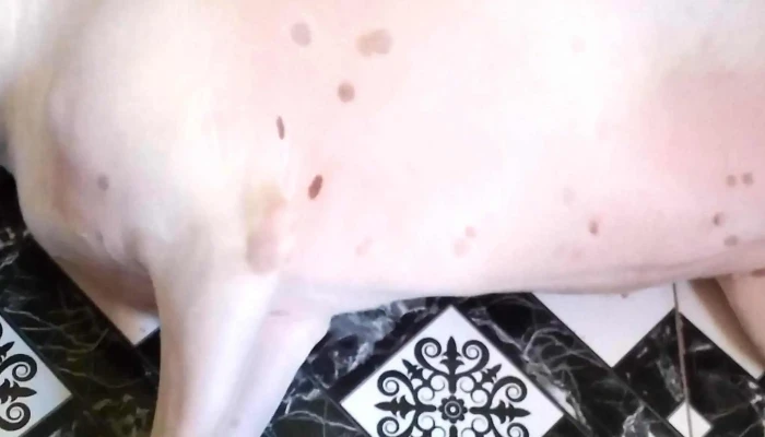 Don Bicho -  Precios - Treinta y Tres