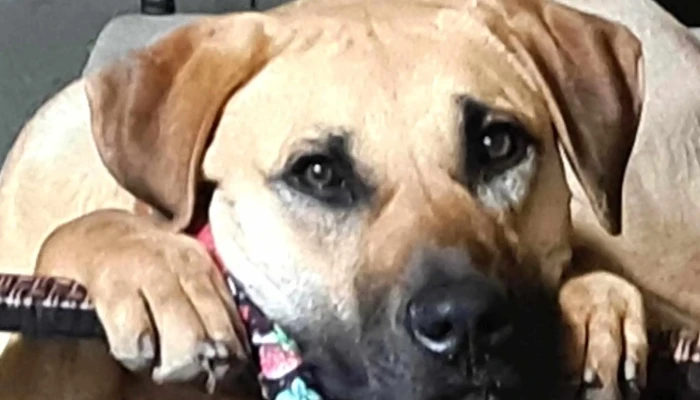 Don Bicho - Treinta Y Tres