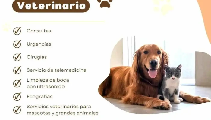 Dr Gabriel Lachowitz Veterinario -  Del Propietario - Castillos