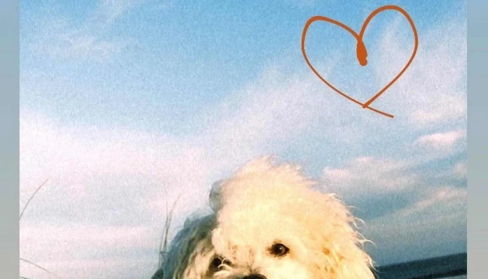 Dr Gabriel Lachowitz Veterinario -  Horario - Castillos