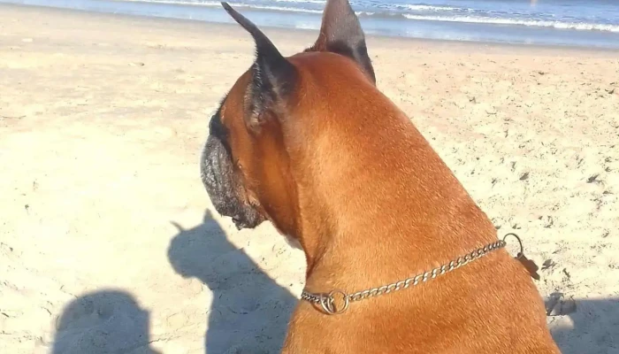 Dr Gabriel Lachowitz Veterinario -  Perro - Castillos