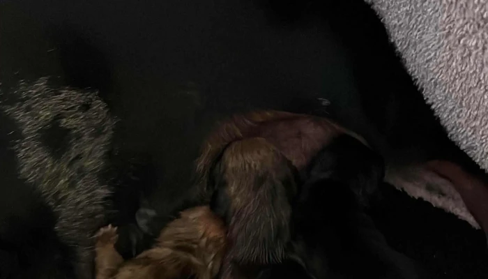 Dr Gabriel Lachowitz Veterinario -  Puntaje - Castillos