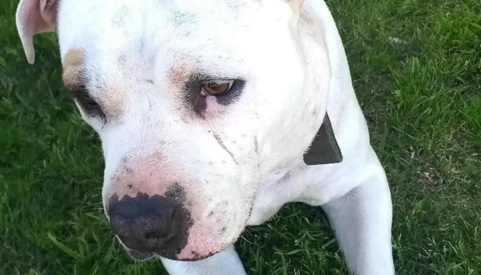 Dr Nicolas Girreta (Diagnóstico Ecográfico Veterinario) - 15000 Ciudad De La Costa