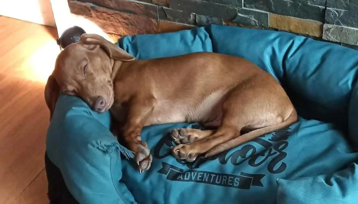 Drako -  Del Propietario - Punta del Este