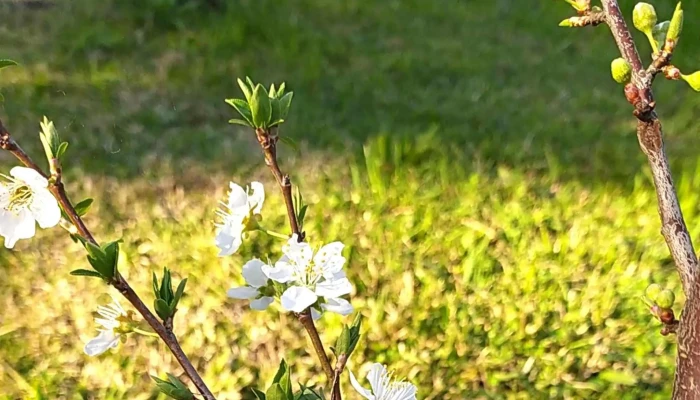 Dulces De La Comarca -  Comentario 4 - Pan de Az&uacute;car