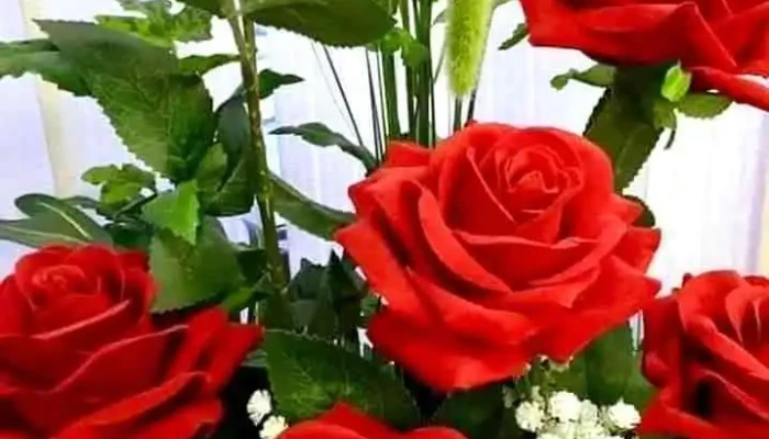 Dulces Sueños Creaciones - 65100 Young