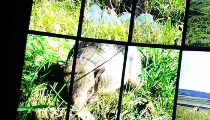 Ecilda Paullier -  Videos - Departamento de San José