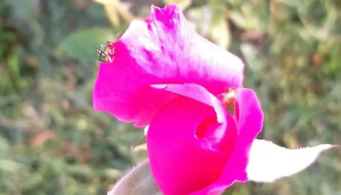 Ecobiohuerta -  Videos - Vergara