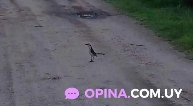 El Cacho -  Videos - Florida