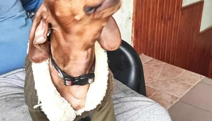 El Cachorro - 12300 Montevideo