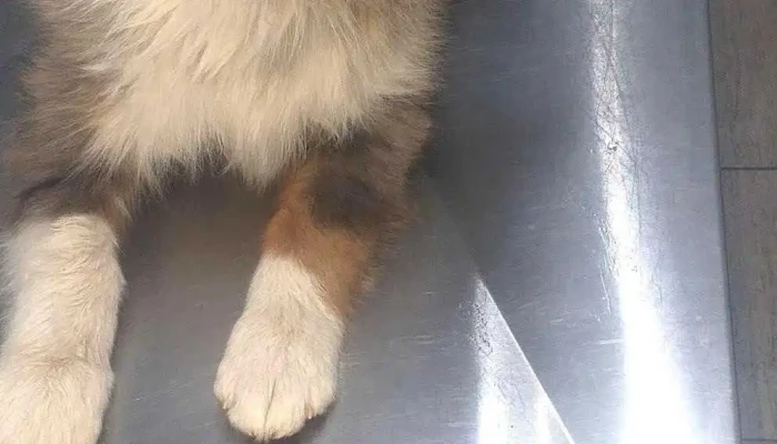 El Cardal - Carlos Casares