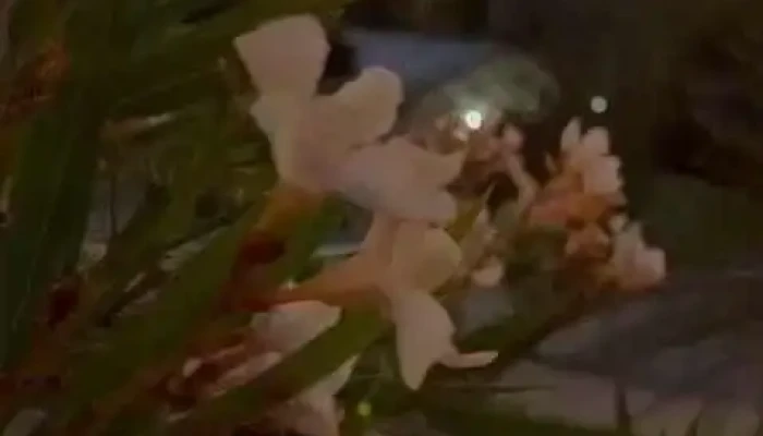 El Mero -  Del Propietario - La Pedrera