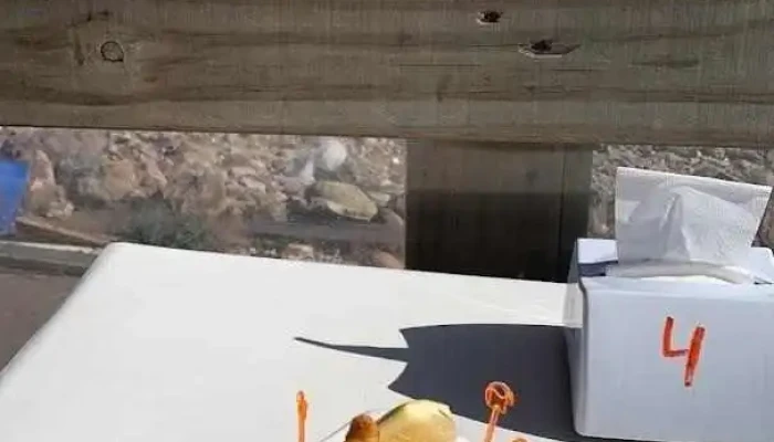 El Pescador -  Comida Y Bebida - Piriápolis