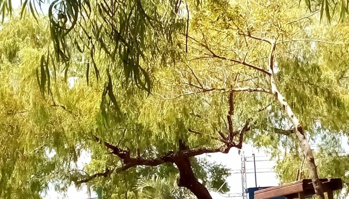 El Remanso -  Comentario 3 - Rio Branco