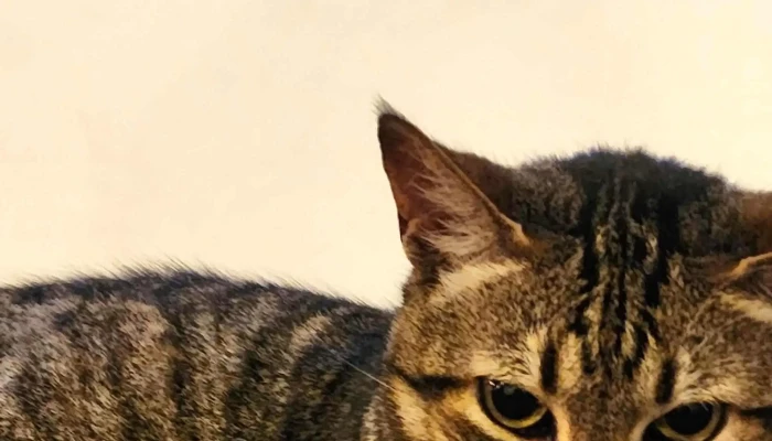 El Toto Dormilon Comentario 2 - Montevideo