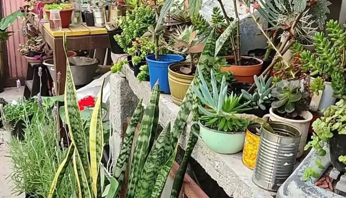 El Viverito -  Instagram - Montevideo