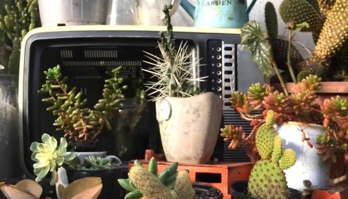 El Viverito -  Interior - Montevideo