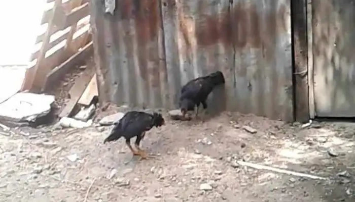 Emaus Nuevo Paris Videos - Montevideo