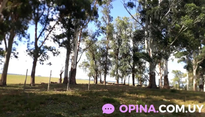 Escuela 32 - Blanquillo