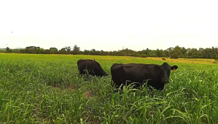 Escuela Agraria Ingeniero Agronomo Dante Bianchi San Carlos Utu Opiniones - San Carlos