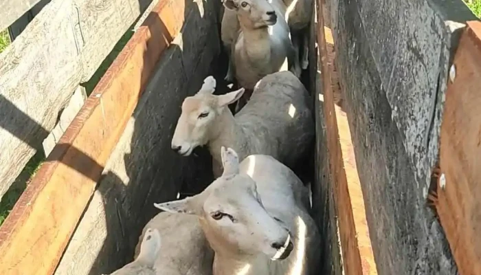 Escuela Agraria Sarandi Grande   Utu Videos - Sarandí Grande