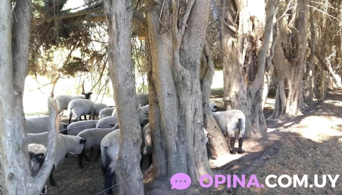 Escuela Agraria (utu) - Montes