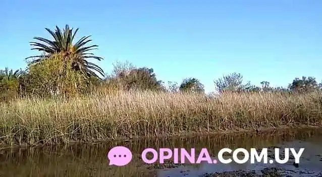 Escuela De Nautica Y Canotaje Santiago Vazquez Videos - Santiago Vázquez