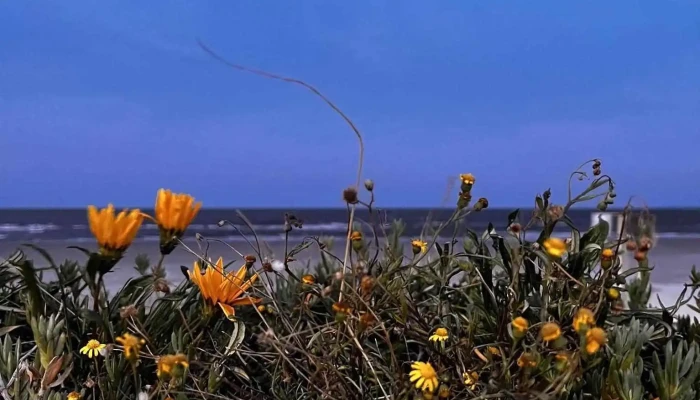 Escuela Nautica -  Paisaje - Piriápolis