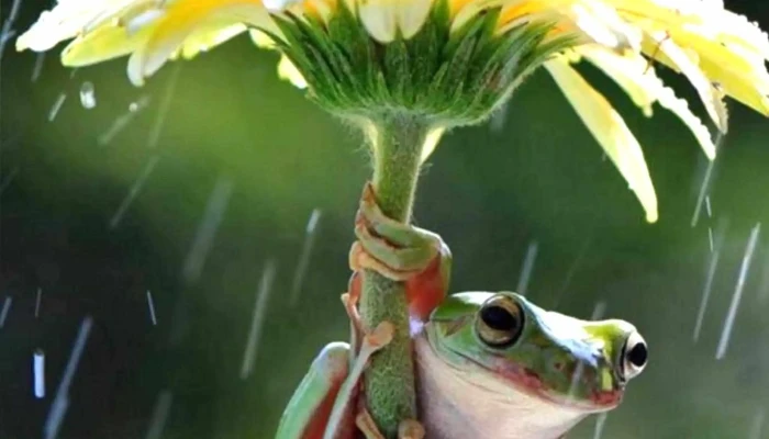 Escuela Ndeg 41 Republica Del Ecuador Opiniones - Montevideo