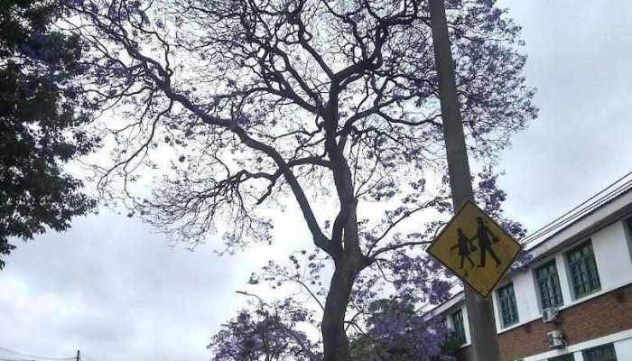 Escuela N° 49 República de Nicaragua - Montevideo