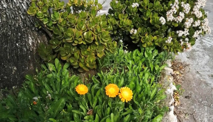 Escuelas 331 Y 127 -   Comunes Instagram - Montevideo